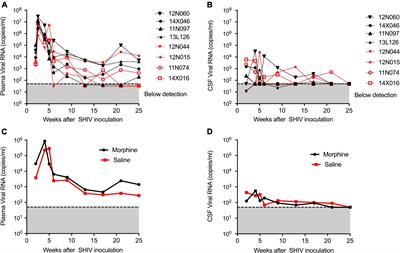 Systems biology analyses reveal enhanced chronic morphine distortion of gut-brain interrelationships in simian human immunodeficiency virus infected rhesus macaques